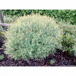 Ива пурпурная Нана Salix purpurea Nana 40-60см С5 9