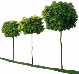 trees0081-m