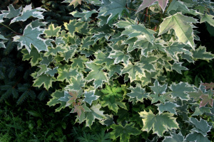 Acer_platanoides_Drummondii