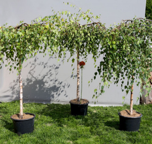 bereza-yunga-