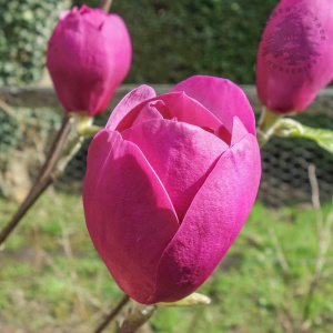 magnolia-x-soulangeana-black-tulip-tree-p948-7998_image