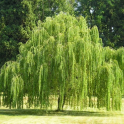 ПЛАКУЧАЯ