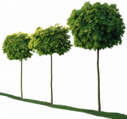 trees0081-m