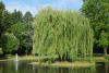 1627144592_15-p-iva-mindovskogo-v-landshaftnom-dizaine-15