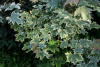 Acer_platanoides_Drummondii